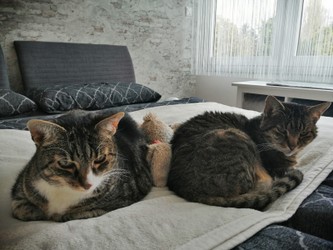 080_Tiger und Puma.jpg